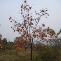 柿子樹苗批發(fā)|柿子樹苗品種|柿子樹苗技術(shù)