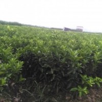 新地育沃柑、東方紅桔、黃金柑、砂糖橘果苗