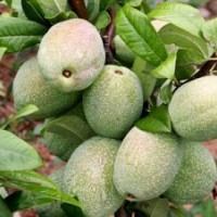 一品香木瓜，長俊木瓜