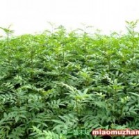 供應(yīng)花椒苗價(jià)格河南花椒苗價(jià)格