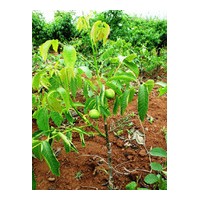 我處今冬優(yōu)惠供應核桃苗