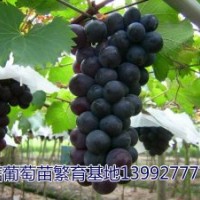 戶太八號(hào),戶太八號(hào)葡萄苗