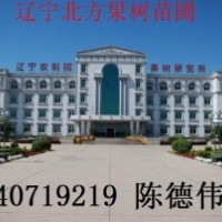 供應(yīng)大棚葡萄苗