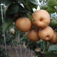出售梨樹苗 梨樹苗價(jià)格 山西梨樹苗
