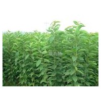 二刀寒富蘋果苗