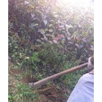 梨樹苗 梨苗 小梨苗 成品梨苗