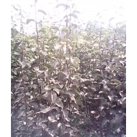 山東臨沂供應(yīng)紅富士蘋果苗 梨樹(shù)苗