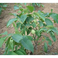 新疆薄殼核桃苗，優(yōu)質核桃苗