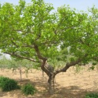 蘋果樹 山楂樹 棗樹 桃樹 杏樹
