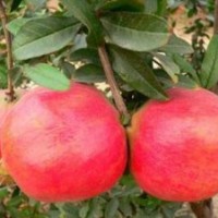 供應(yīng)軟籽石榴樹苗—河陰軟籽石榴樹苗