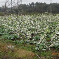 桂花梨梨子苗，
