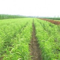 那的桃樹苗最便宜 水蜜桃 突圍 中華壽桃 品質(zhì)優(yōu)價格便宜