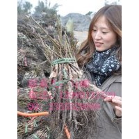 湖南優(yōu)良核桃苗，核桃苗低至0.9元每株起，湖南嫁接核桃苗