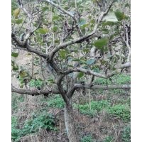 供應(yīng)臺(tái)灣蜜雪梨樹