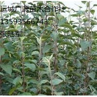 3公分蘋果苗大量出售、3公分蘋果苗出售