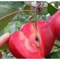 供應(yīng)遼寧紅肉蘋果苗