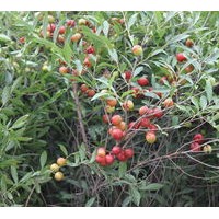 鈣果苗中華鈣果廉價提供歐李苗