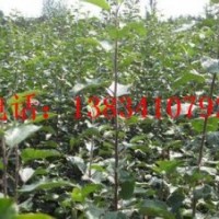 桃樹(shù)成品苗 桃樹(shù)苗 桃樹(shù)苗價(jià)格 桃樹(shù)苗