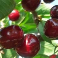 出售嫁接成品大櫻桃苗 品種齊全