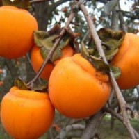 山西柿子苗 優(yōu)質(zhì)高產(chǎn)矮化柿子苗 3--30公分柿子樹