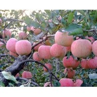 金典蘋果苗，神富一號蘋果苗，煙富王蘋果苗