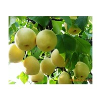 供應(yīng)各類品種梨苗,如:晚秋黃梨,金秋黃梨,秋月梨,園黃,大果水晶