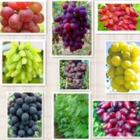 葡萄苗 金田美指 紅乳 醉金香 黑美人 巨峰等