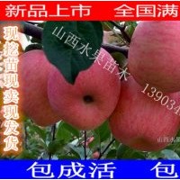 山西蘋(píng)果苗價(jià)格 蘋(píng)果苗批發(fā) 紅富士蘋(píng)果苗 矮化蘋(píng)果苗