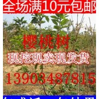 山西櫻桃樹(shù)苗價(jià)格 櫻桃樹(shù)苗批發(fā)報(bào)價(jià) 黑珍珠櫻桃樹(shù)苗