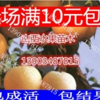 山西梨樹苗價格 梨樹苗批發(fā)報價 酥梨樹苗批發(fā)價格