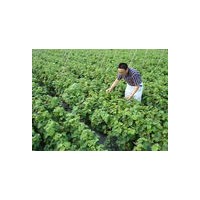 出售各種果樹(shù)苗、綠化苗