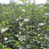 供應(yīng)蘋果苗