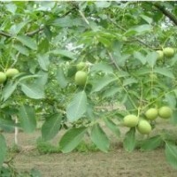 專業(yè)供應(yīng)核桃樹苗 紙皮核桃樹苗 基地長期供應(yīng)8518核桃苗 掛果多