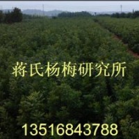 楊梅芽苗枇杷小苗