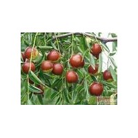 占地苗桃樹紅棗大小苗大量清場