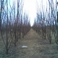 急售一批李子樹3~5公分 樹型好