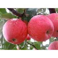 蘋(píng)果樹(shù)，梨樹(shù)，紫葉李，桃樹(shù)，側(cè)柏