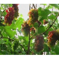 吉林蜜汁葡萄苗。德惠茉莉香葡萄苗