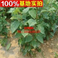 開心果樹苗 必思答果樹苗 綠仁果