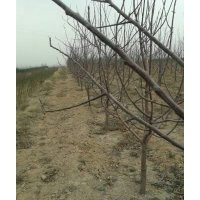 蘋果苗，山西蘋果苗，蘋果苗低價出售