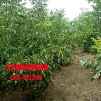 山東嫁接核桃苗價格