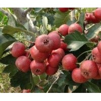 售大棉球山楂、大金星山楂、大五棱山楂