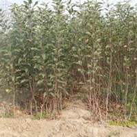 梨樹苗好品種 當年梨樹苗供應(yīng)