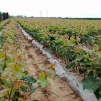 葡萄苗哪里好 優(yōu)質(zhì)葡萄苗好品種