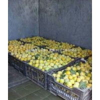 晚黃李子苗 吉林坤朋苗圃獨家出售香蕉李子苗廠家