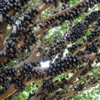 樹葡萄（嘉寶果）