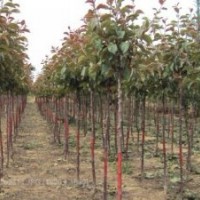 桃樹苗，開心果芽苗，成苗，公分苗，給錢就賣！