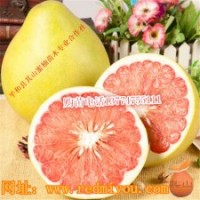 三紅蜜柚苗供應