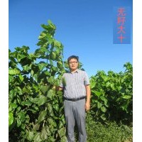 桑苗、果桑苗、桑樹苗、大量供應(yīng)