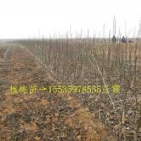 山楂樹.刺槐.國槐.核桃苗